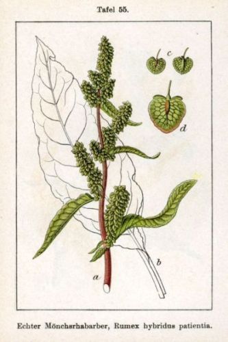 Bulapathon Herb Patience - Rumex patientia - конский щавель, английский шпинат